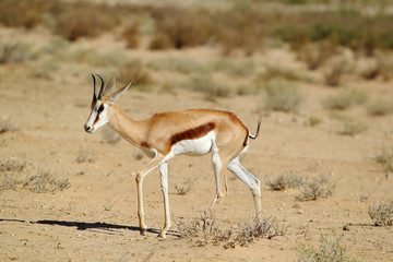 Springbok - skocznik antylopi - na Pustyni Kalahari © andrzej_67