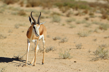 Springbok - skocznik antylopi - na Pustyni Kalahari © andrzej_67