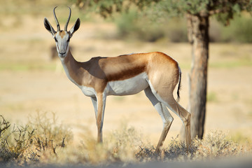 Springbock - Antilopenspringer - in der Kalahari-Wüste