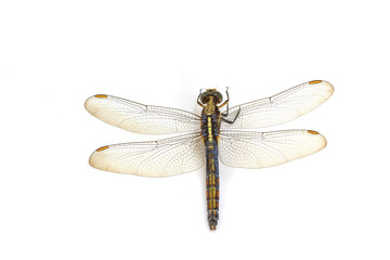 dragonfly macro isolated on white background