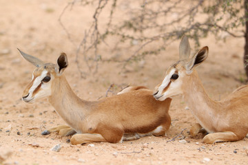 Springbok - skocznik antylopi - na Pustyni Kalahari