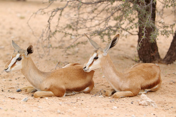 Springbok - skocznik antylopi - na Pustyni Kalahari © andrzej_67
