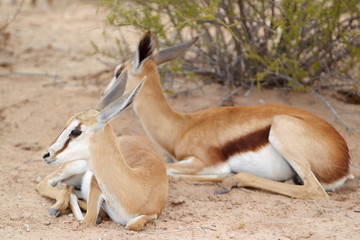 Stado Springbok - skoczników antylopich - na drodze na Pustyni Kalahari