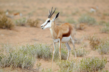 Naklejka na ściany i meble Stado Springbok - skoczników antylopich - na drodze na Pustyni Kalahari