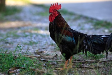 Cockfight is a blood sport between two roosters