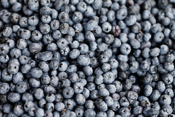 blueberry closeup background