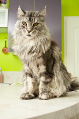 chat de race maine coon