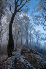 Fototapeta Oszronione drzewa na Jaworzynie Krynickiej obraz