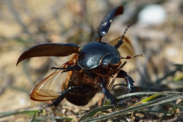 Scarab beetle taking flight. A beetle in the family Scarabaeidae (subfamily Scarabaeinae) taking flight in arid hills around 15km from Baku, capital of Azerbaijan

