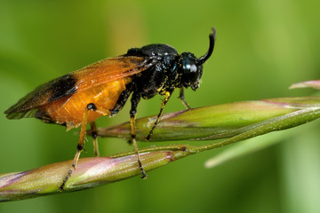 Bramble sawfly (Arge cyanocrocea). A sawfly in the family Argidae, resting on grass 
