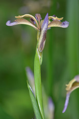 Stinking iris (Iris foetidissima) in flower. A plant in the family Iridaceae in flower in a British woodland
