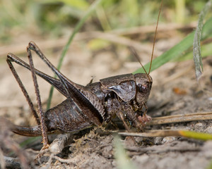 Dark bush cricket (Pholidoptera griseoaptera) eating a bee. An omnivorous cricket in the family Tettigoniidae 