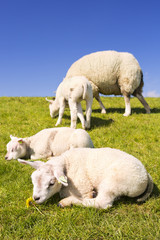 Obraz na płótnie Canvas Texel sheep on the island of Texel, The Netherlands
