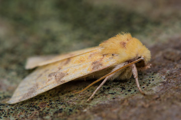The sallow moth (Cirrhia icteritia). An autumnal moth in the family Noctuidae
