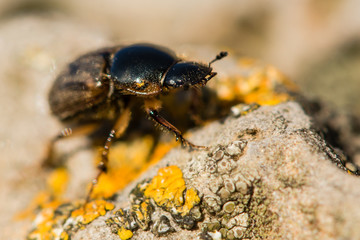 Aphodius contaminatus dung beetle. A common British and European dung beetle in the family Scarabaeidae, photographed on a lichen covered rock
