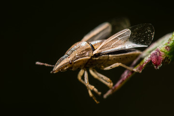 Bishop's mitre (Aelia acuminata) moments before take off. The forewing of this distinctive shieldbug (family Pentatomidae) can be seen clearly before the insect takes flight
