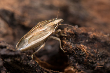Bishop's mitre shieldbug (Aelia acuminata). A distinctive shieldbug (family Pentatomidae) amongst soil 

