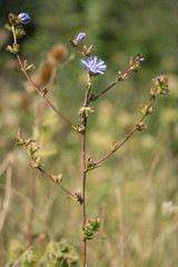 Chicory (Cichorium intybus) plant in flower. A striking plant in the family Asteraceae growing alongside arable land near Bath, UK.  
