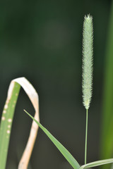 Timothy (Phleum pratense). A grass in the family Poaceae in flower in a British meadow
