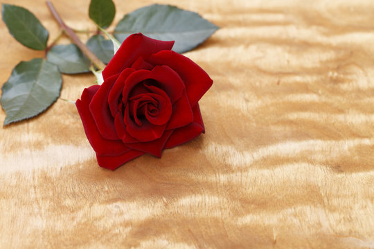 blooming red rose close-up on wooden background
