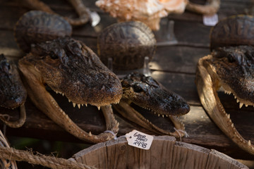 Dead Alligators For Sale