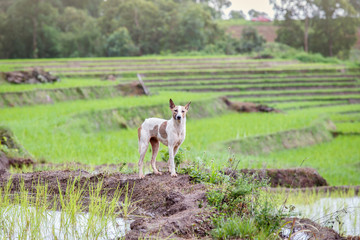 Fototapeta premium Dog at UNESCO Rice Terraces in Batad, Philippines