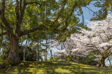 NARA IN JAPAN