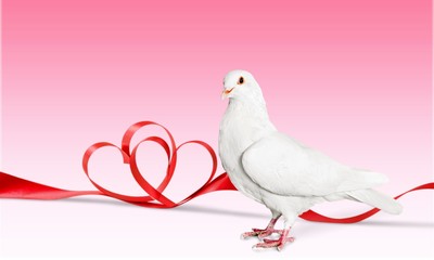 Dove.