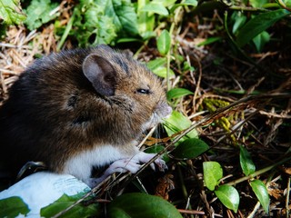 sleeping mouse on the ground grass