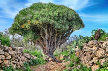 Gordijnen Hiking trail with dragon Tree near Las Tricias (La Palma, Canary Islands) © Henner Damke