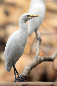 Cattle egret, Bubulcus ibis