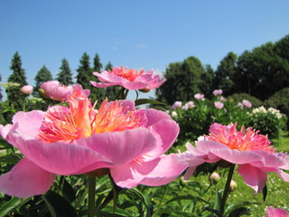 Delicate peony flowers in the garden 