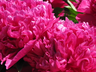 Blooming pink peony flowers 