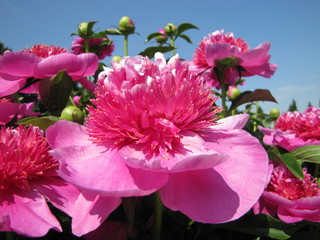 Beautiful peony flowers in the garden 