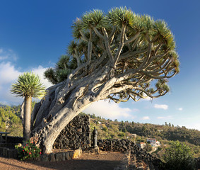 Famous Dragon Tree „Dragos Gemelos“ near Puntagorda (La Palma, Canary Islands)