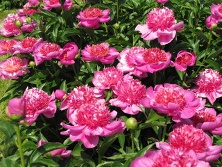 Many pink peony flowers in the garden 