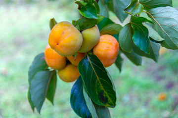 Unripe persimmon & fresh green leaves at Chiang Mai, Thailand