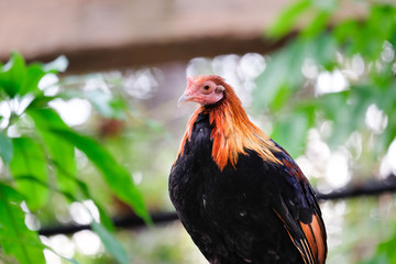 Beautiful chicken on the branch