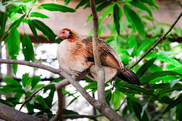 Beautiful chicken on the branch