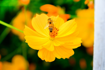 Bee on the yellow flower