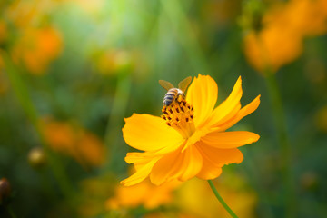 Bee on the yellow flower