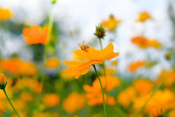 Bee on the yellow flower