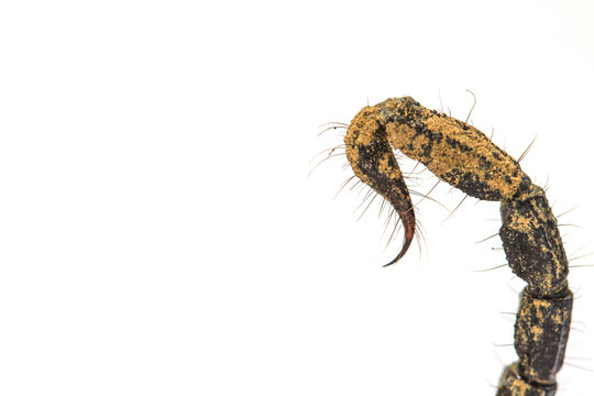 Scorpion ( Pandinus imperator) on white background