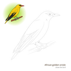 African Golden Oriole bird learn to draw vector