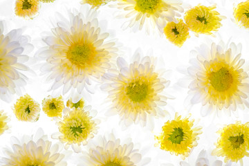 Beautiful daisy flower on the white background