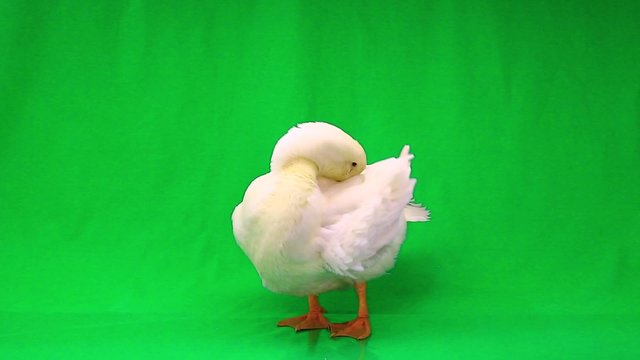 duck cleans feathers the green screen