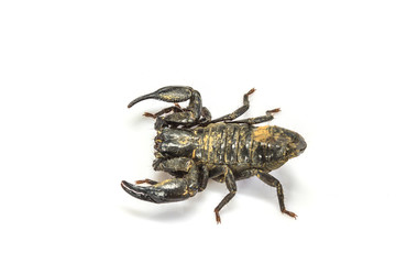 Scorpion ( Pandinus imperator) on white background