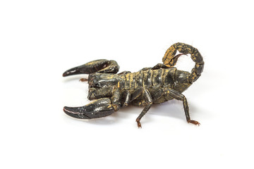 Scorpion ( Pandinus imperator) on white background