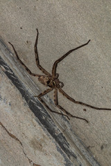 big spider on the wall