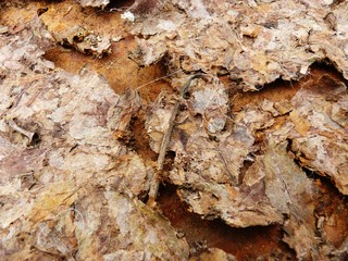 rusted metal background with rotten leaves